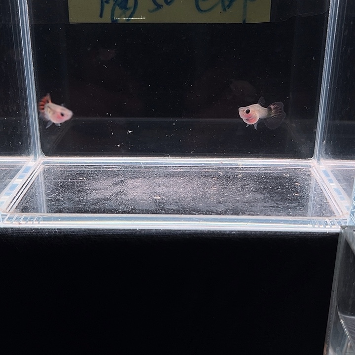 孔雀鱼海棠玻璃猫