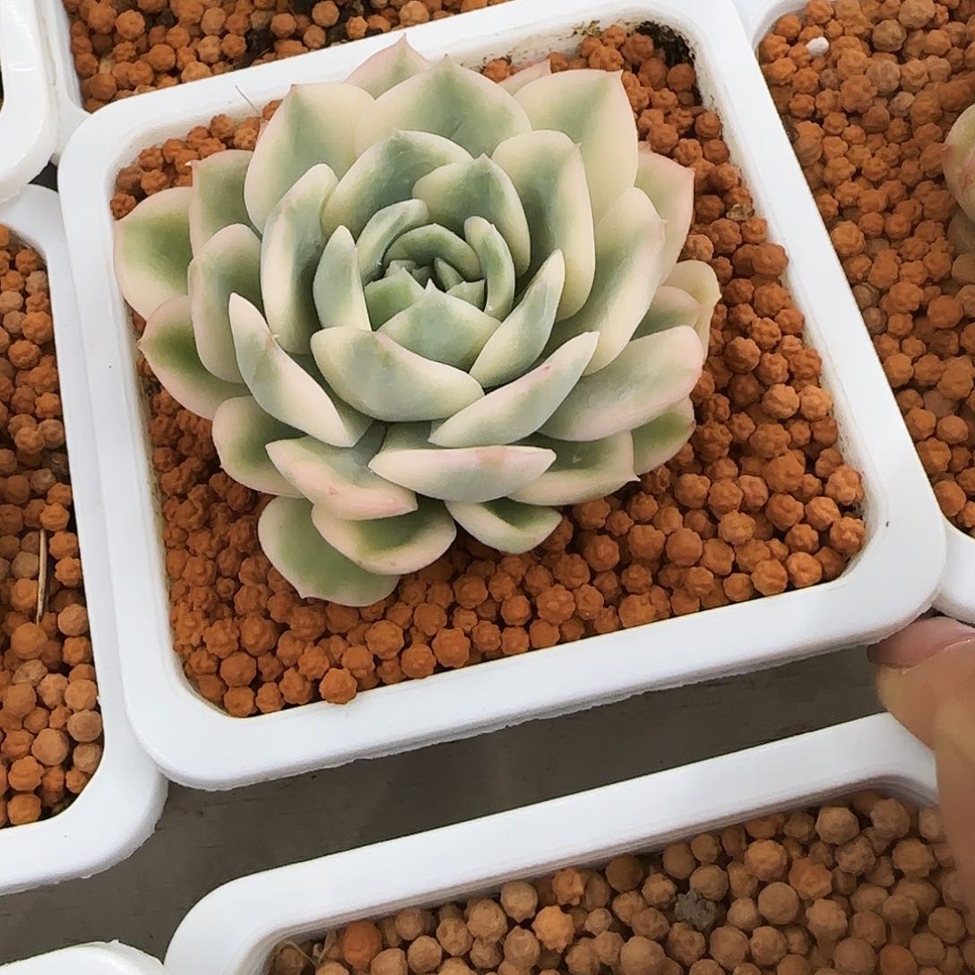 月亮仙子锦多肉植物