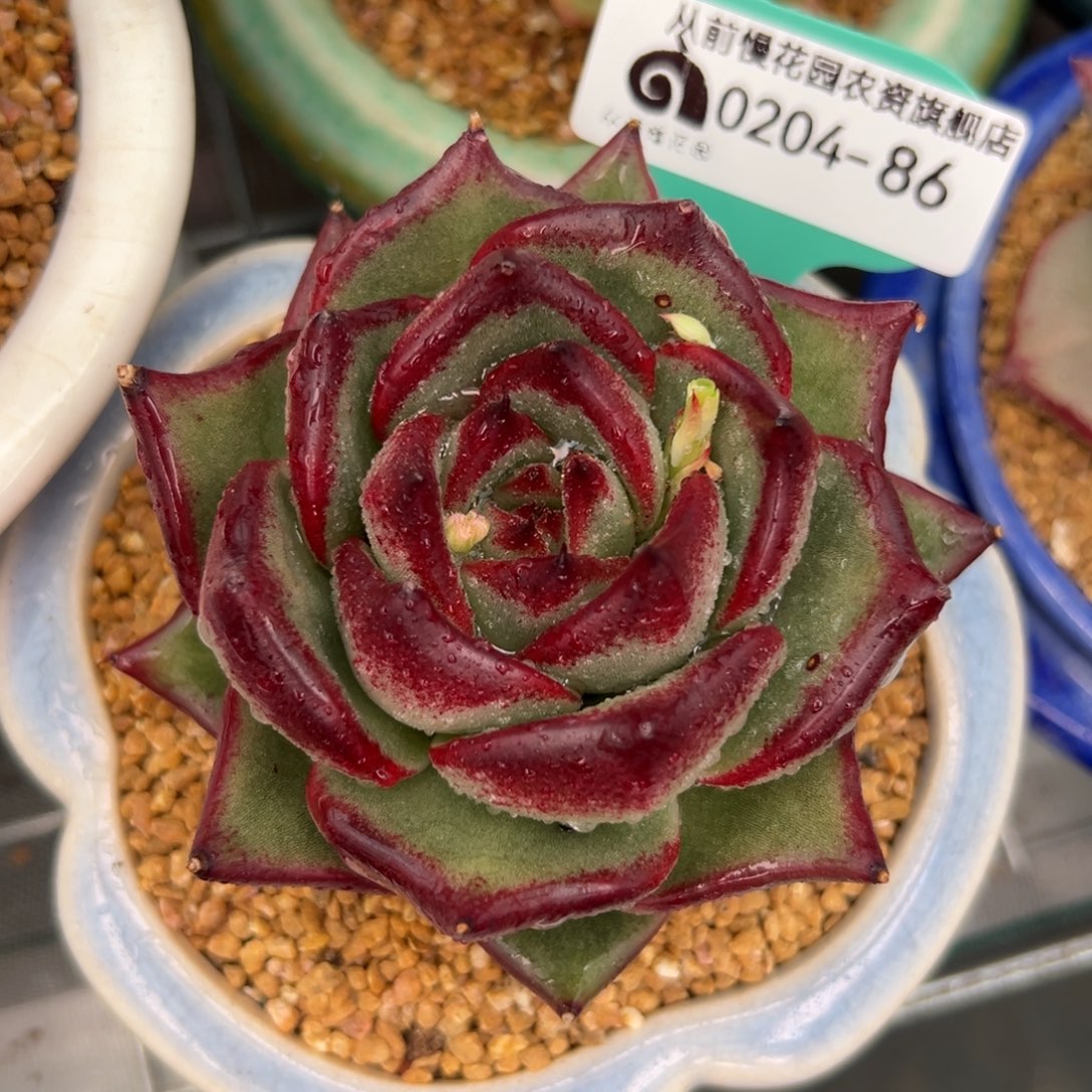 多肉一物一拍0204-86