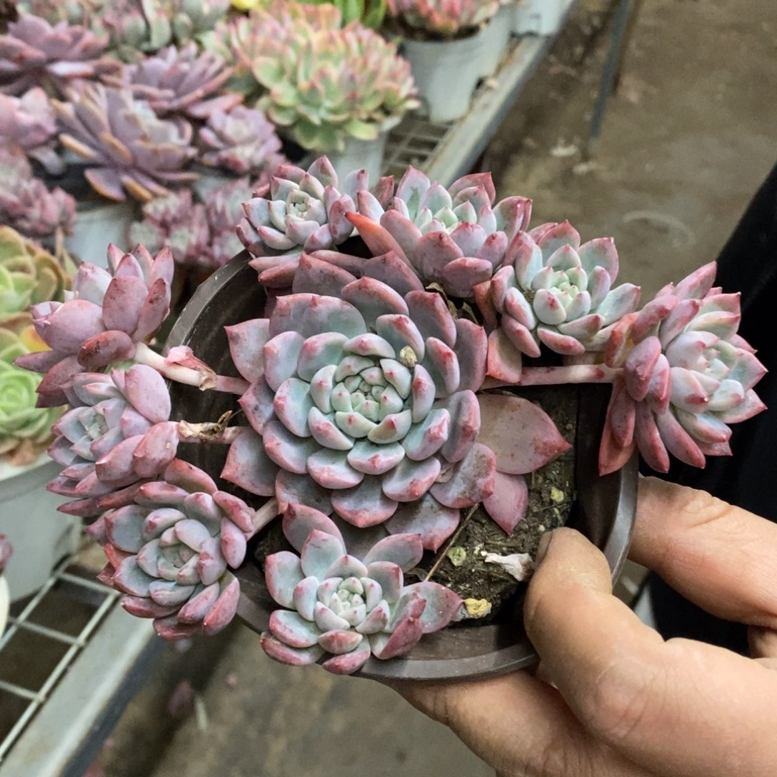 霜花小老桩手捧多肉