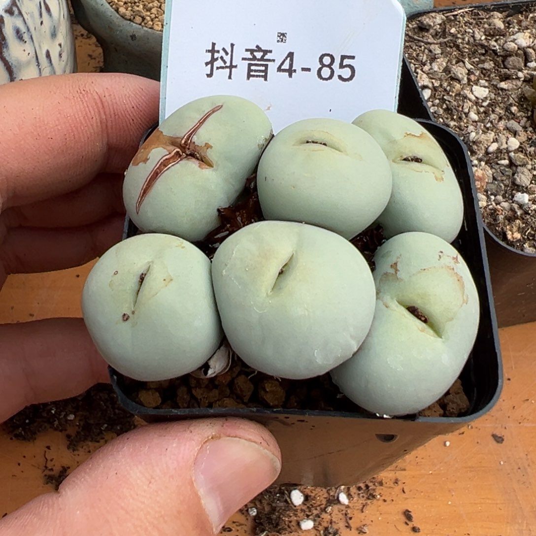 4-85肉锥多肉植物