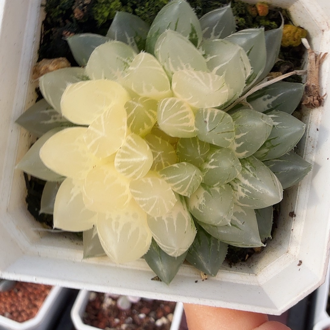 玉露锦，多肉植物。