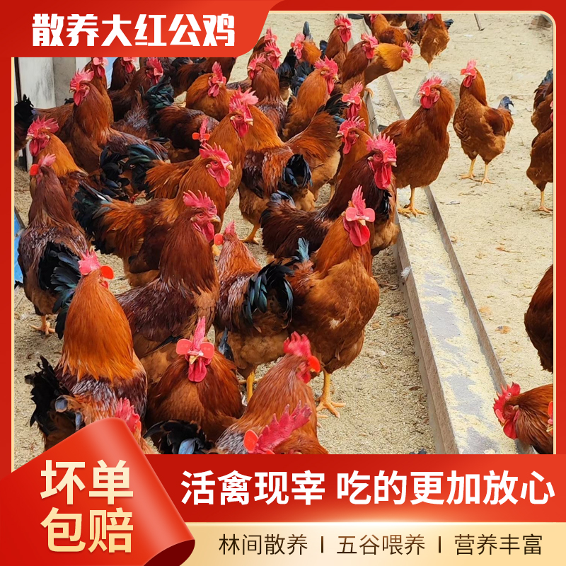 【北方人优选】散养大红公鸡 林间散养跑山鸡