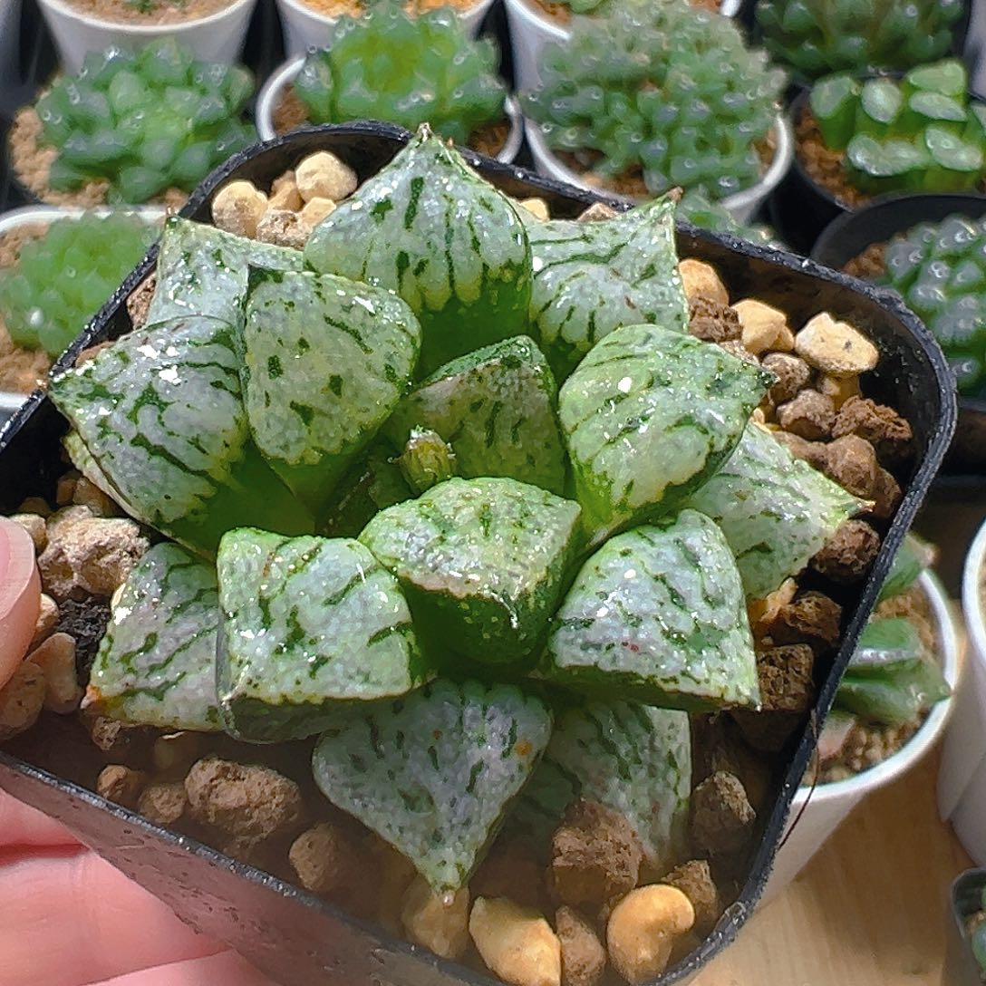 方盆潘多拉魔盒玉露多肉植物一颗