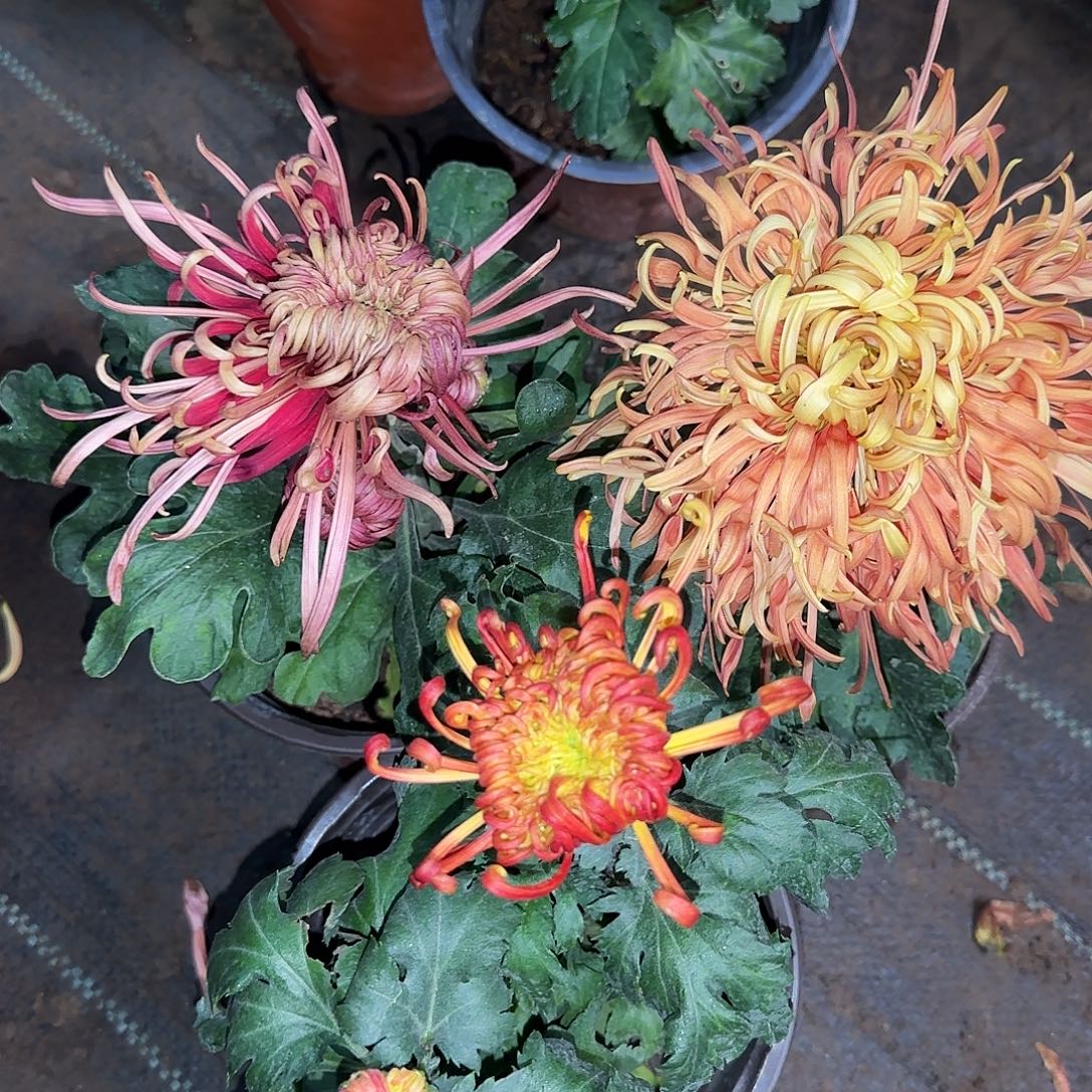 全部花朵W111111111