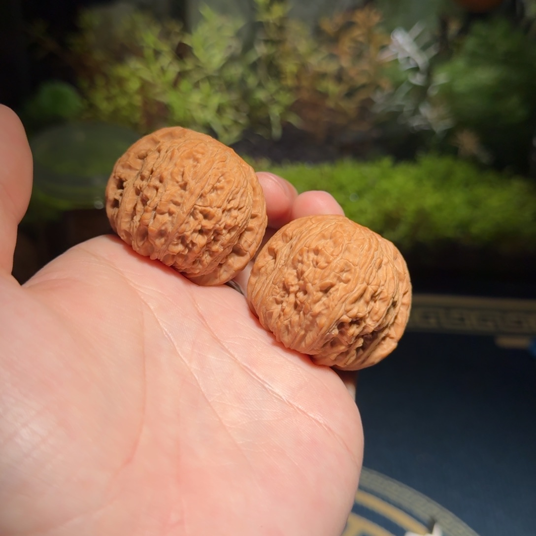 351号42绣球狮子头文玩核桃