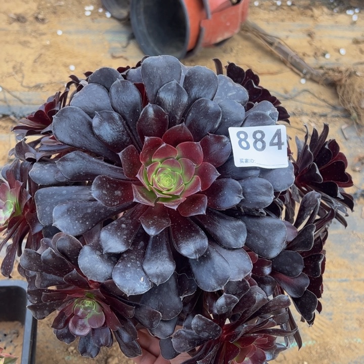 欧子多肉植物884