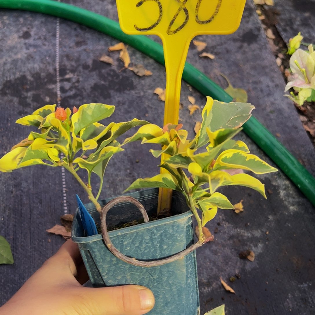 当前无花栽培后可以开花 造型 橙冰 方盆 580