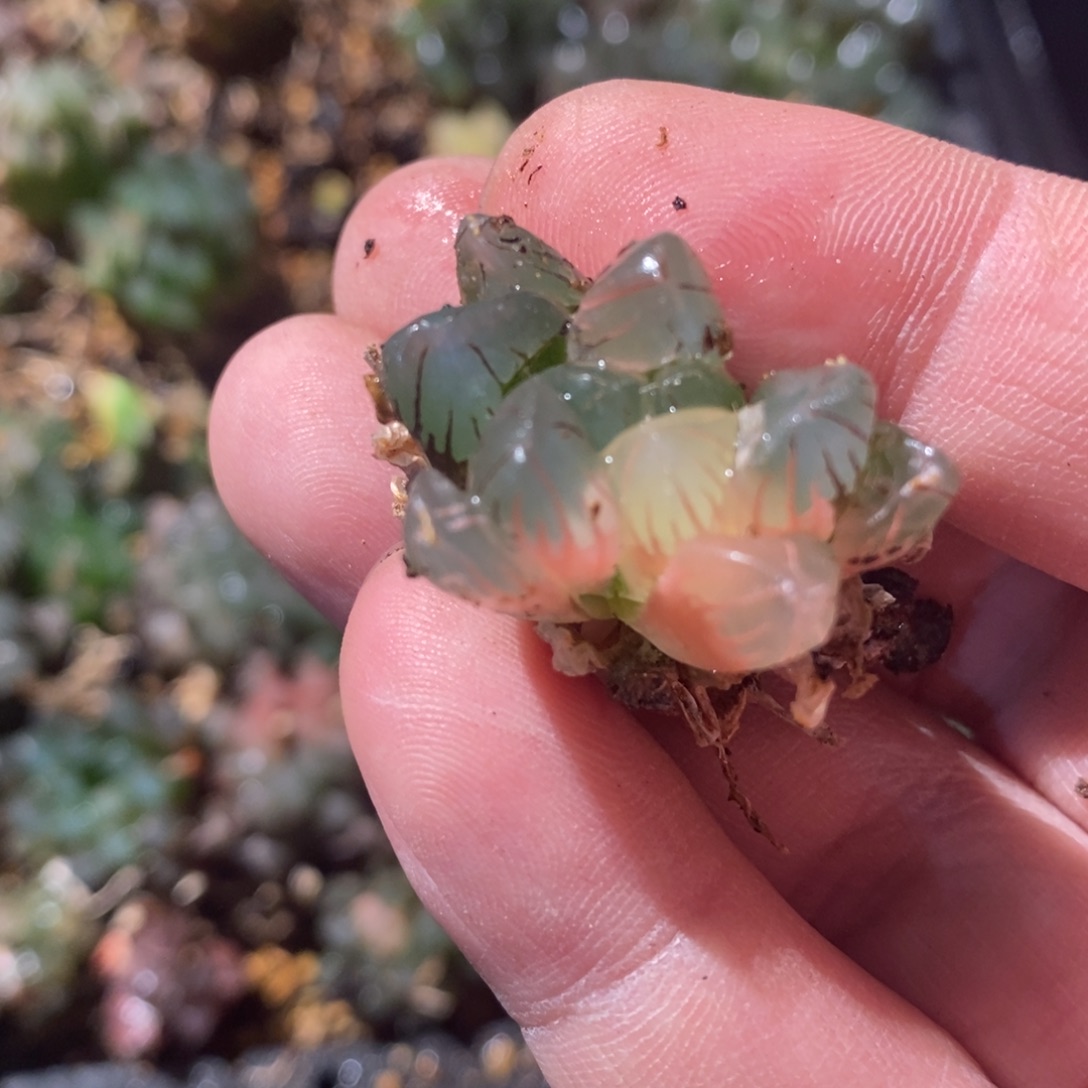 糖***瓜1774 一颗福利。  