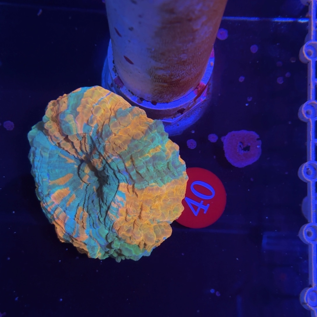 万鱼来朝海水观赏