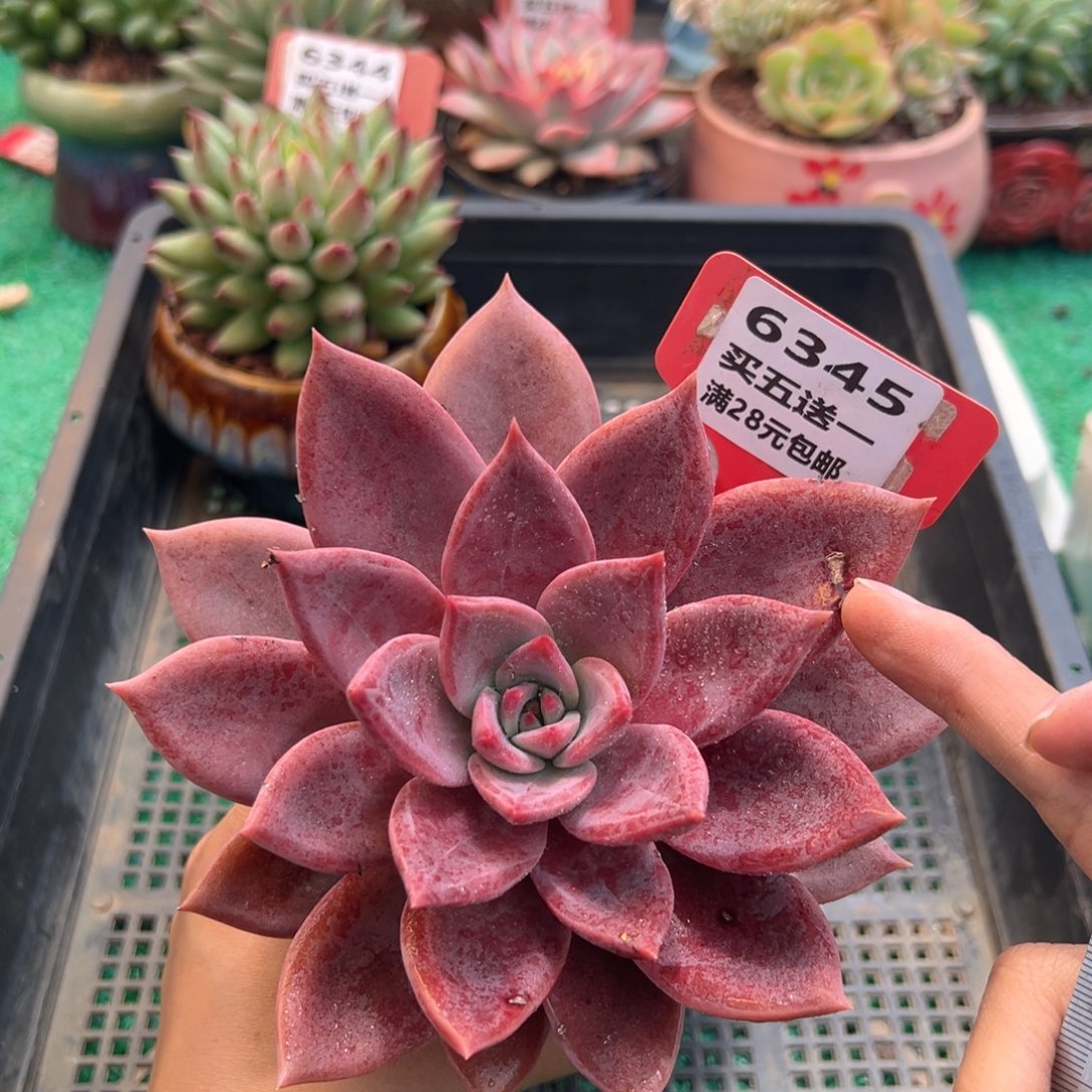 表妹精品多肉植物6345.