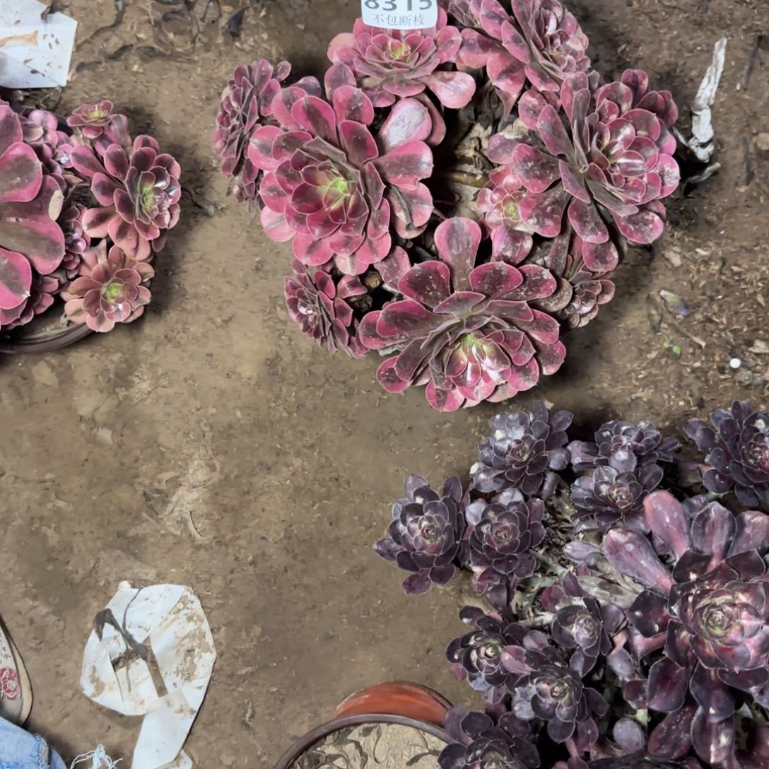 M. 8315美杜莎多肉。ba