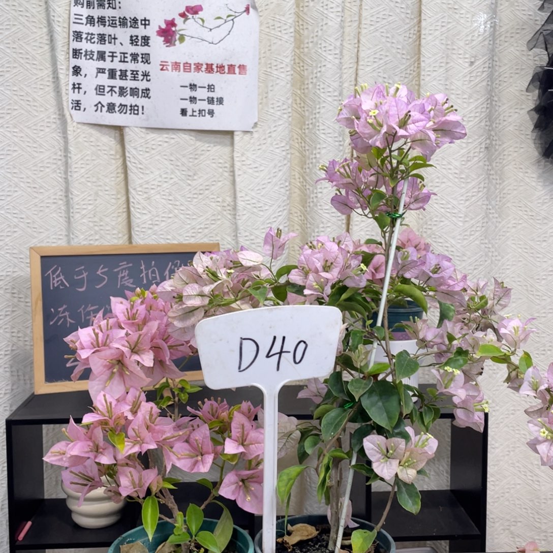 卡***卡全部花朵丽娜+粉天使D40