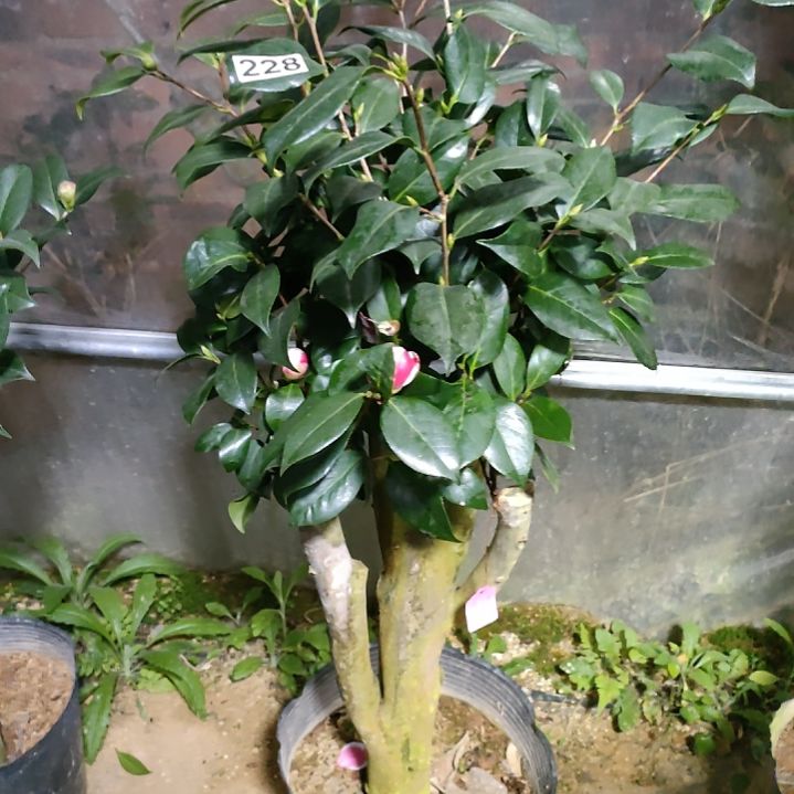 228友之蒲，原盆原土发货