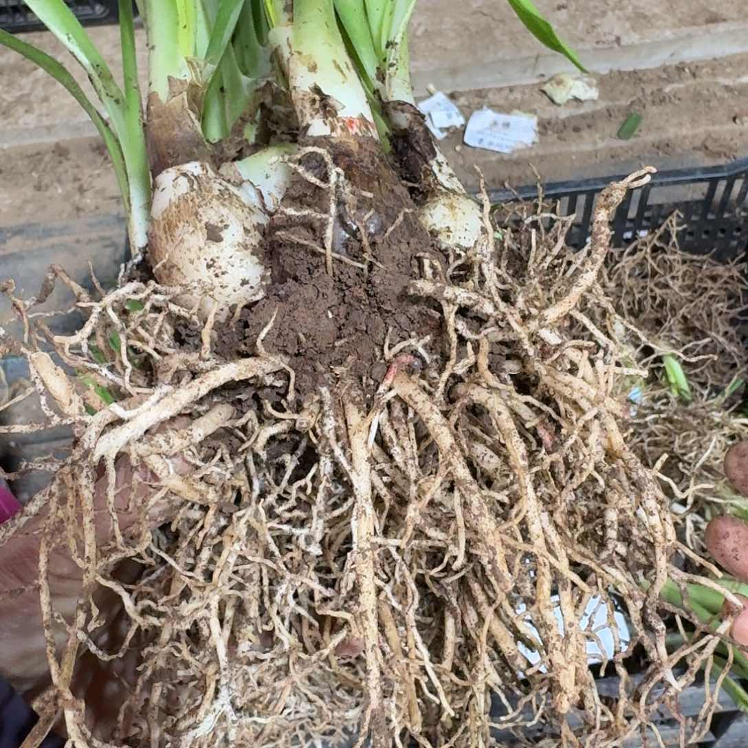 闪亮7+坨坨开花球发发