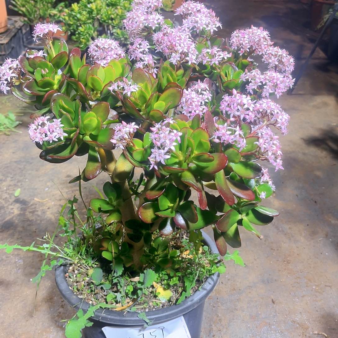 韩版糖果紫叶4759号