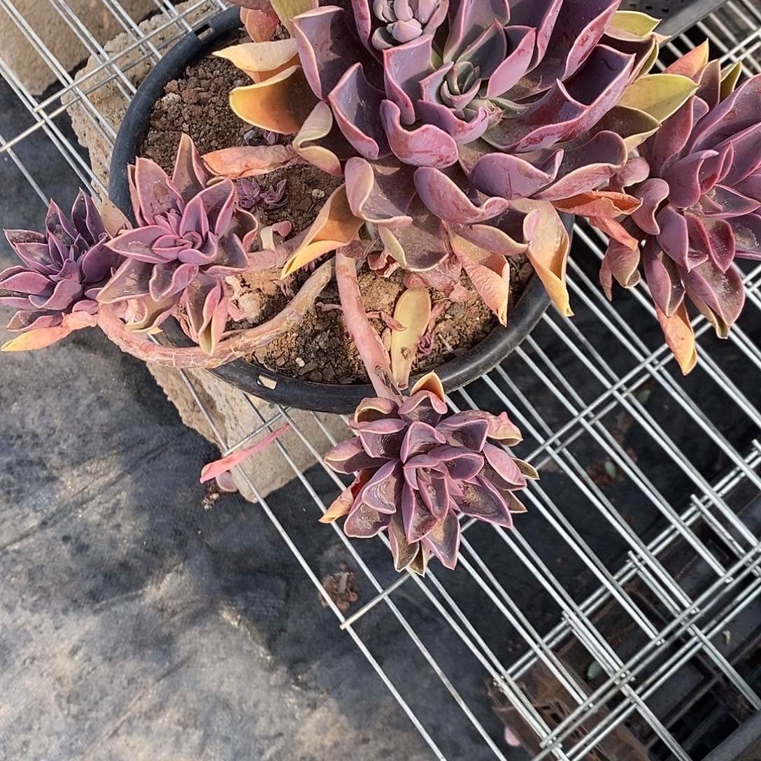 岁***香紫气东来1颗多肉植物