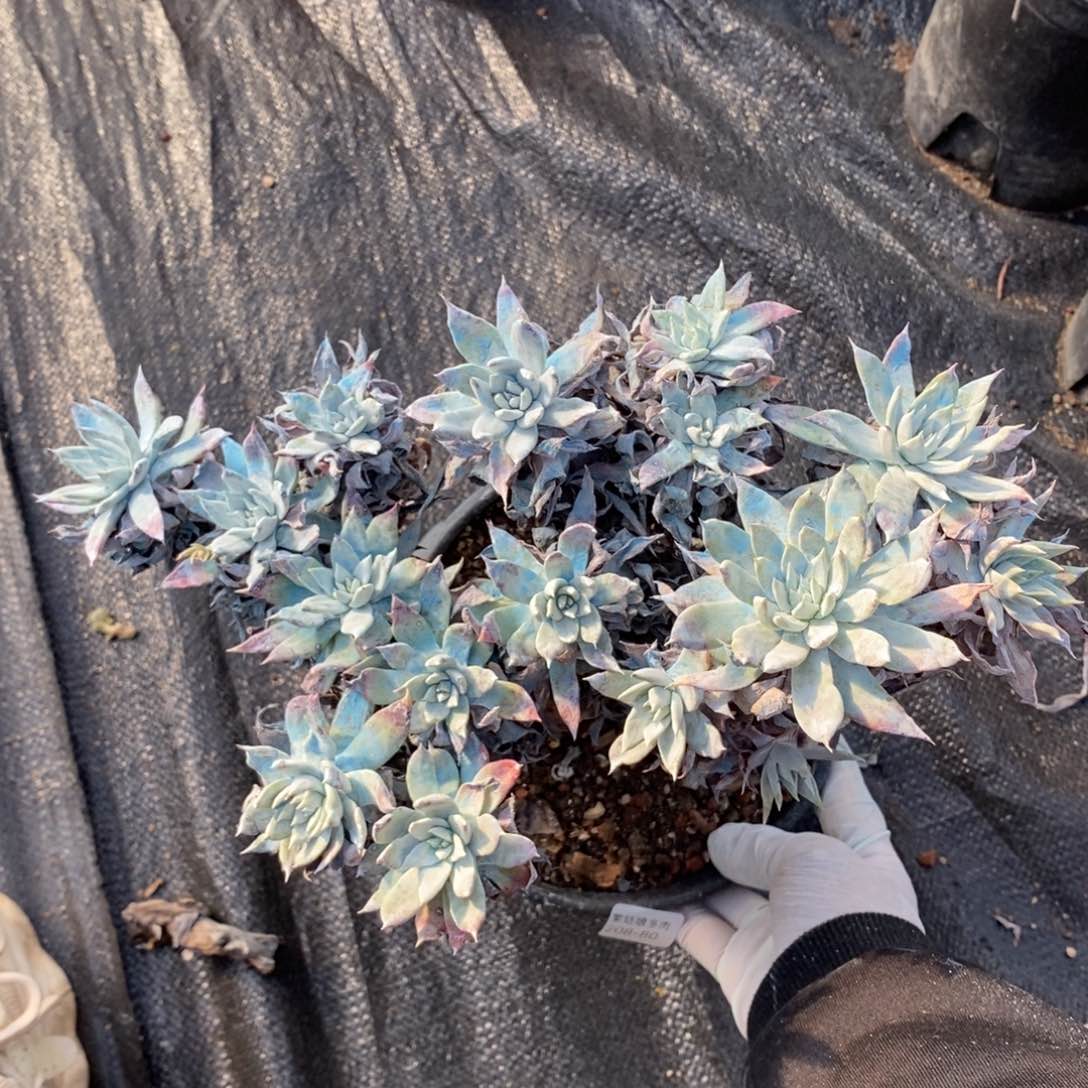 80号苹果叶虚瑕疵粗