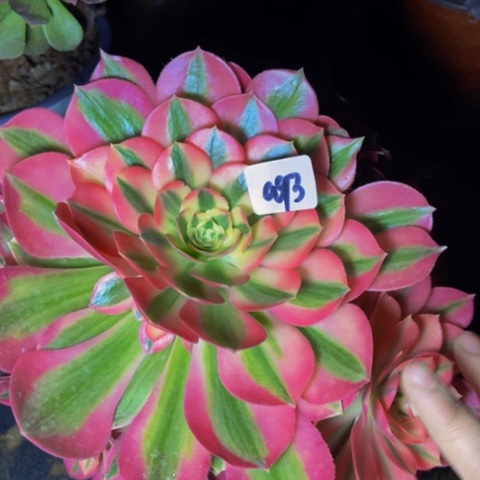 粉女巫多肉植物93多肉不包断