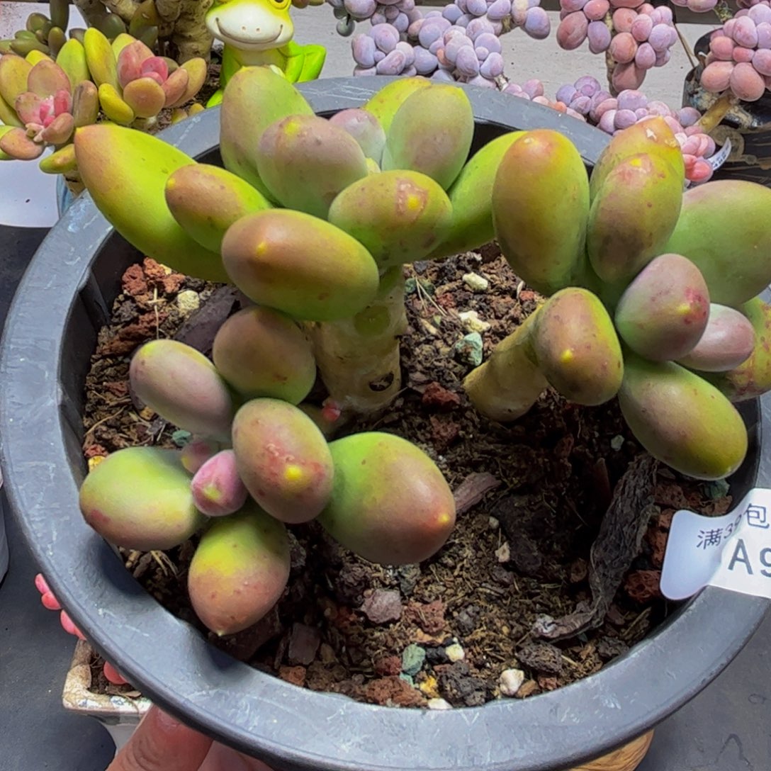 943/8cm芒果奶多肉植物