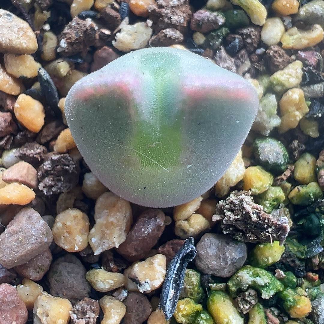 TS空蝉大眼睛尺寸1.2cm