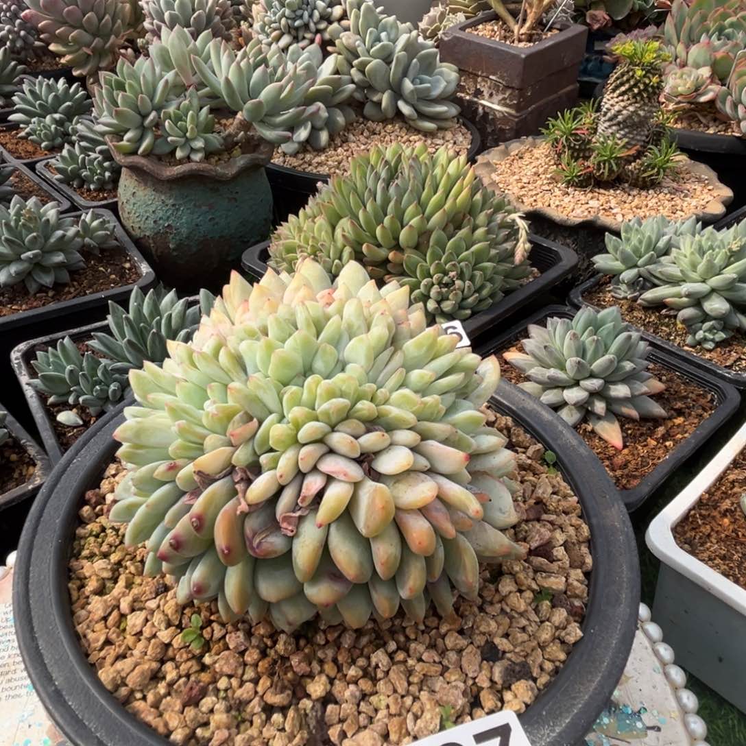 橙子缀多肉植物597