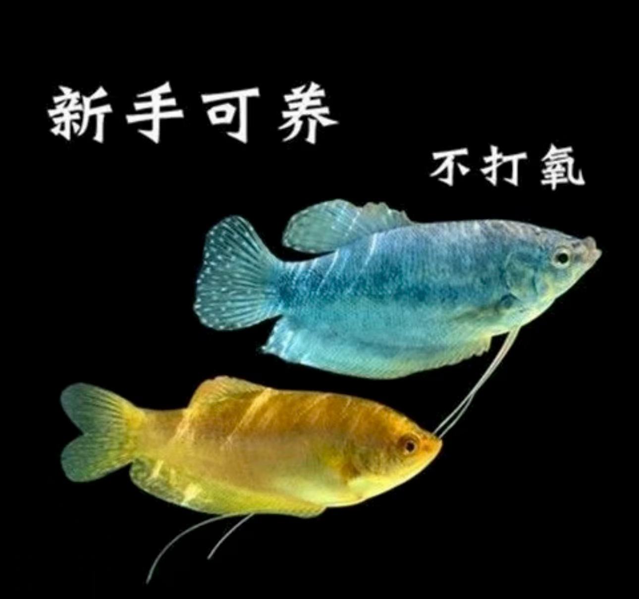 曼龙2条