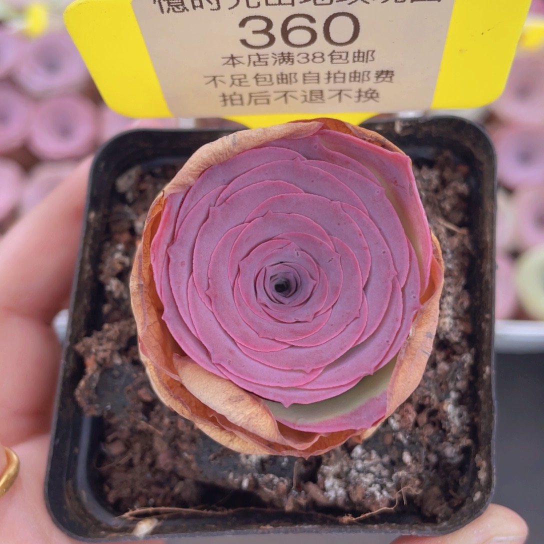 山地玫瑰360满38包邮裸根发货