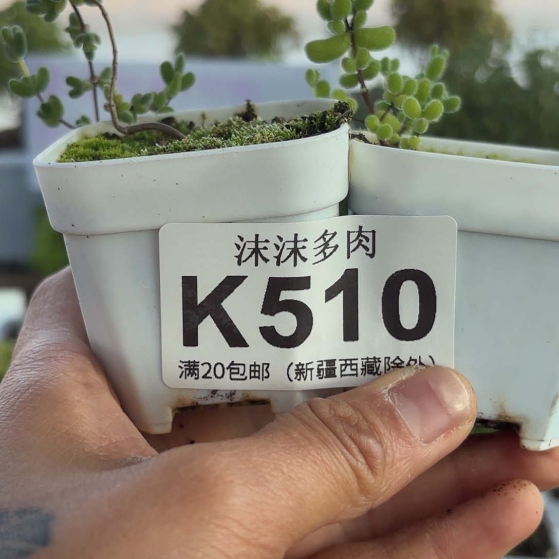 ξ****510月曲河翡翠组合哦