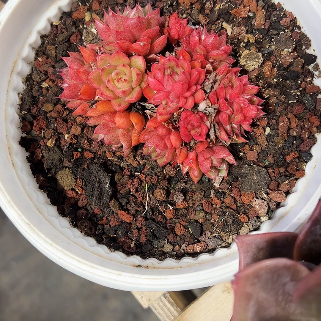 红酒东云群多肉植物