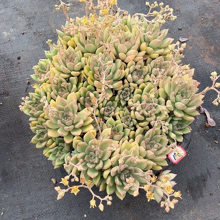 196璀璨 一物一拍多肉