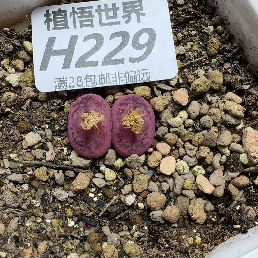 多肉植物的润泽ghn