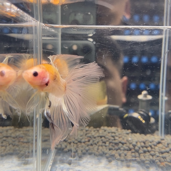 斗鱼黑106号巨斗半月