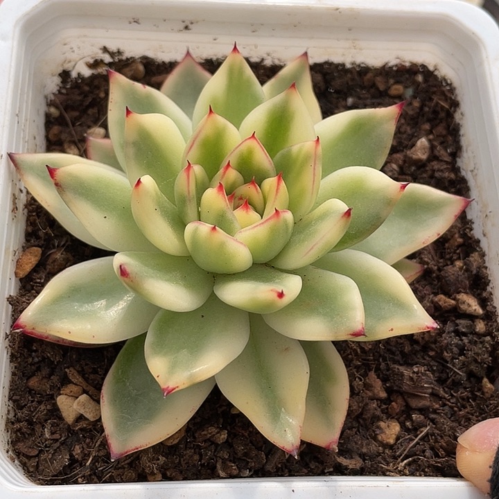 老骑兵锦。  锦龙多肉园艺