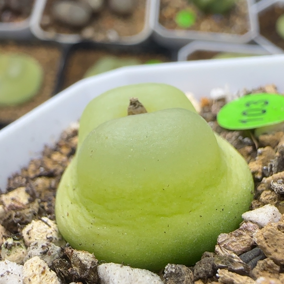 拉登2.3多肉植物103