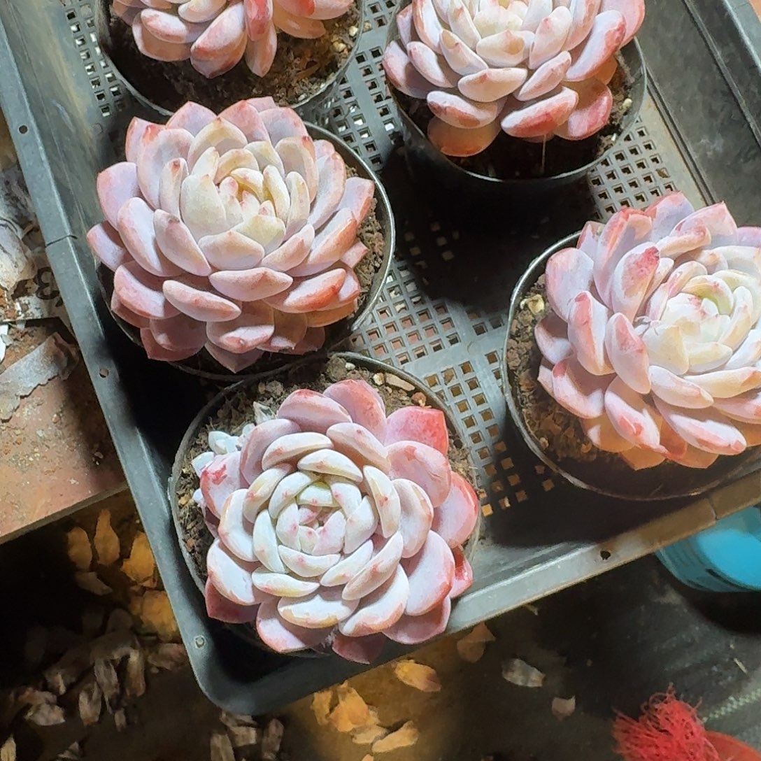 雅***贝5个星影一物一拍646464