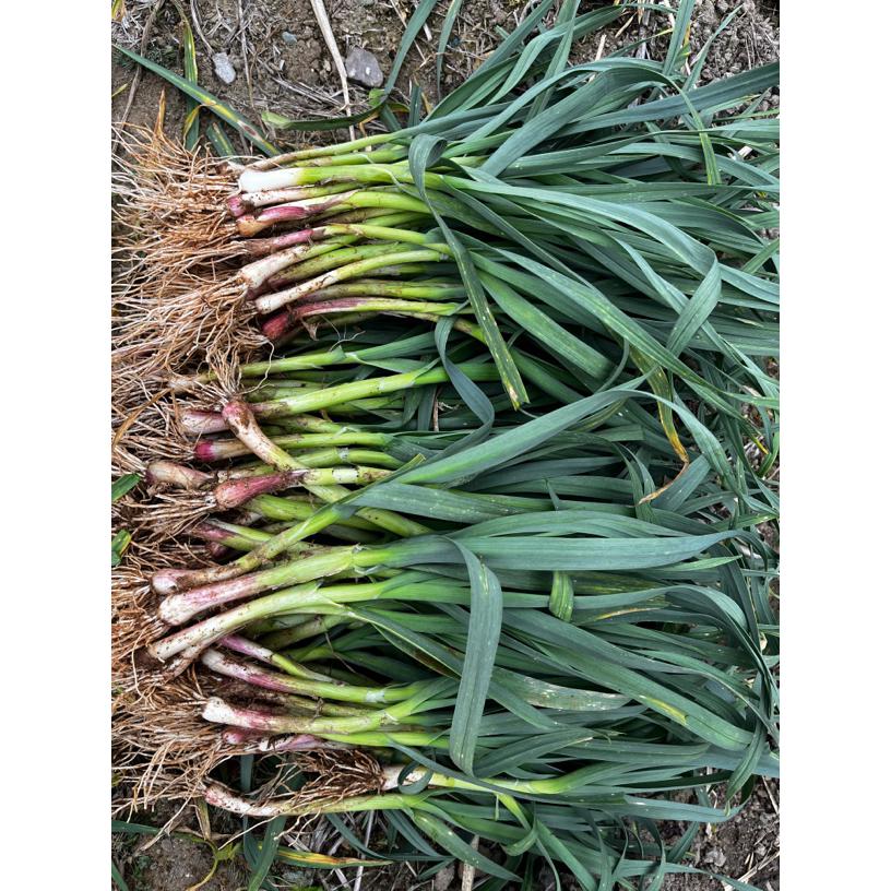 贵州高山（农家自种）新鲜现挖带泥红根蒜苗蒜香味十足应季蔬菜