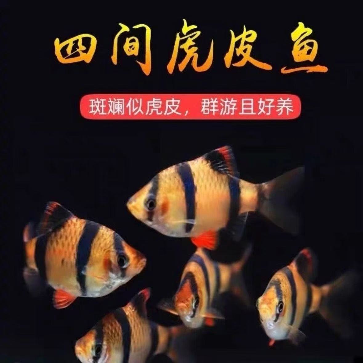 【四间虎皮】淡水鱼小鱼四间热带淡水小型观赏鱼皮实好养鱼观赏鱼