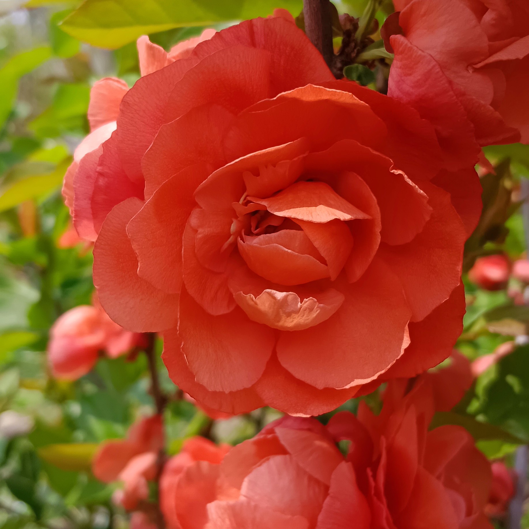 【一物一拍】梅花海棠花卉植物