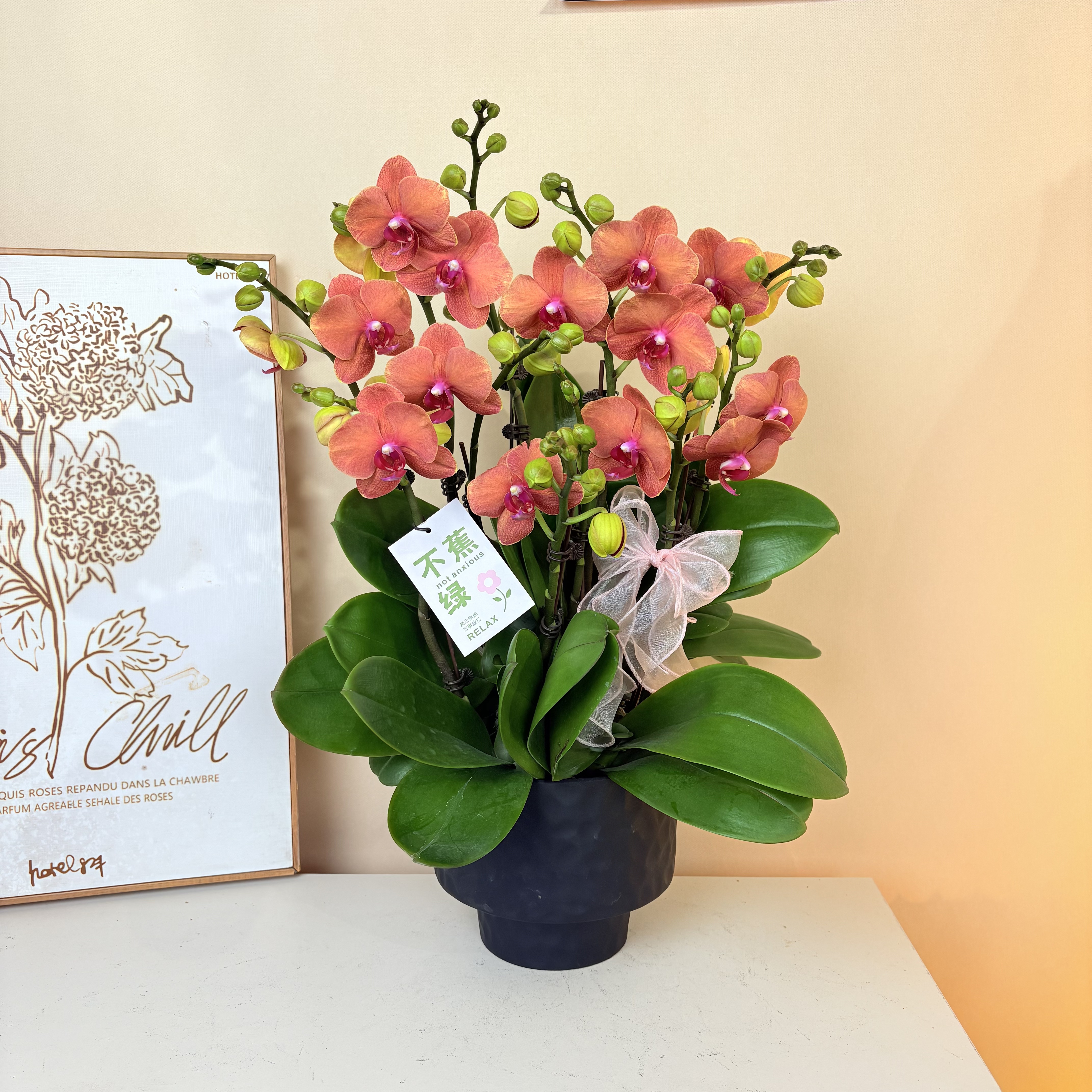 蝴蝶兰《金桔》橘色室内绿植花卉盆栽 四季好养活 基地直发