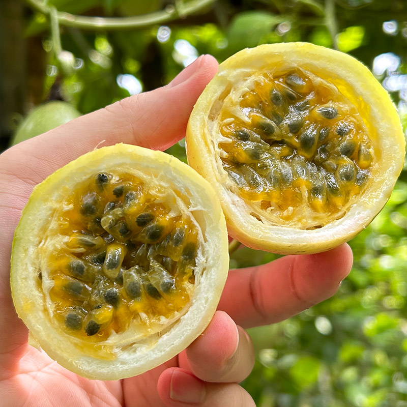 【风清推荐】钦蜜9号百香果净重2斤装 坏果包赔