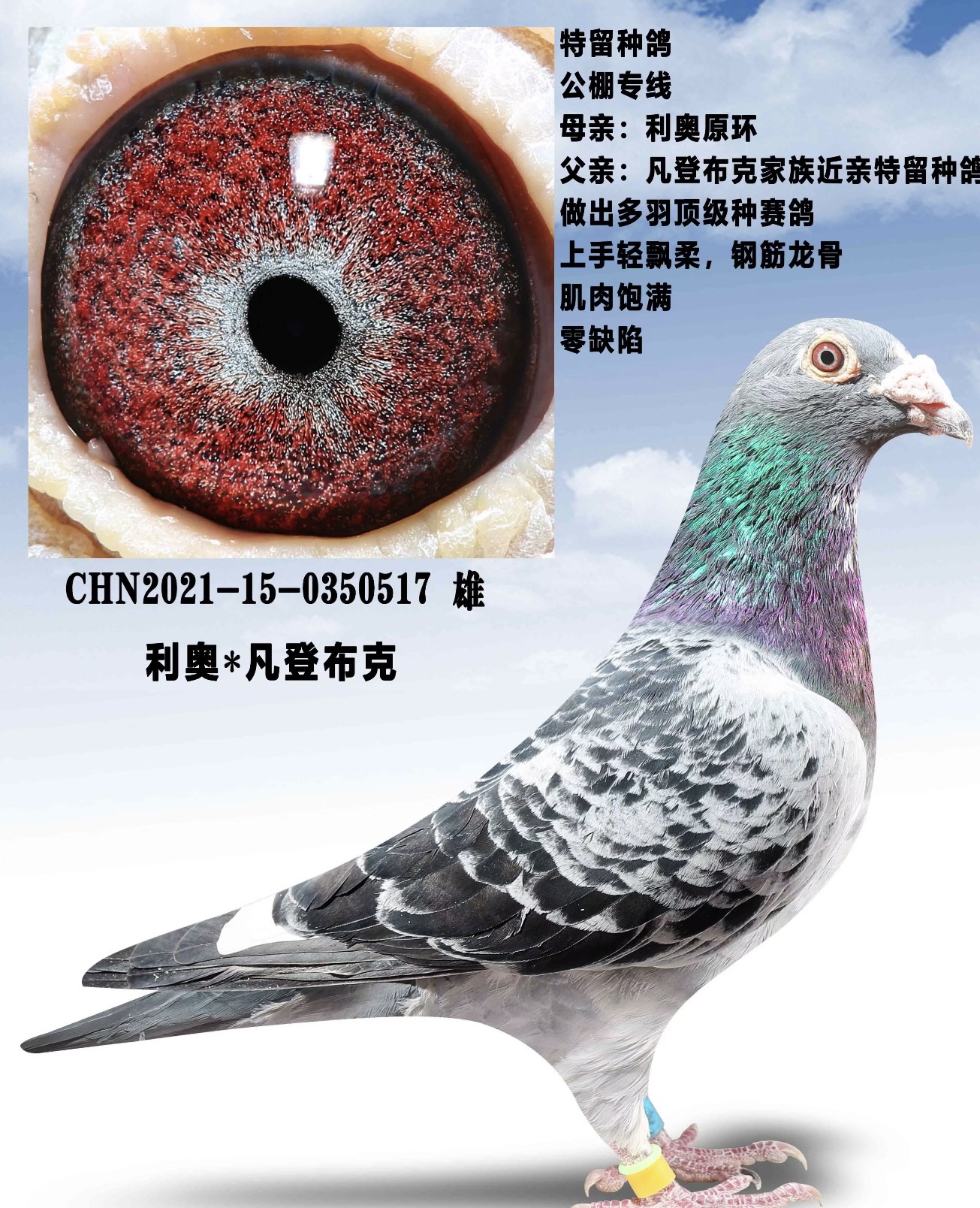 公棚战将 地方赛 寄养棚 俱乐部 特比环   原环种鸽  成绩鸽