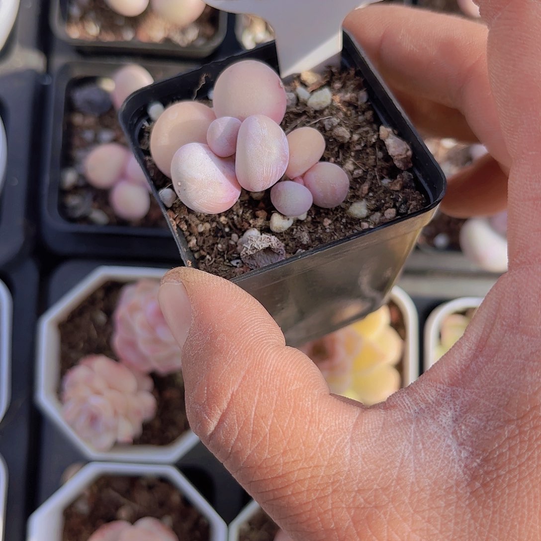 A451Mike奶一物一拍