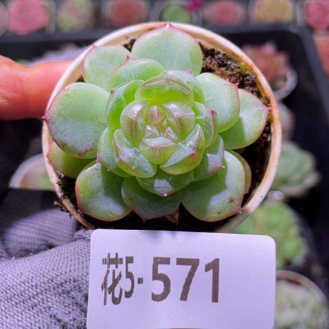 花利美5-571新品珍妮