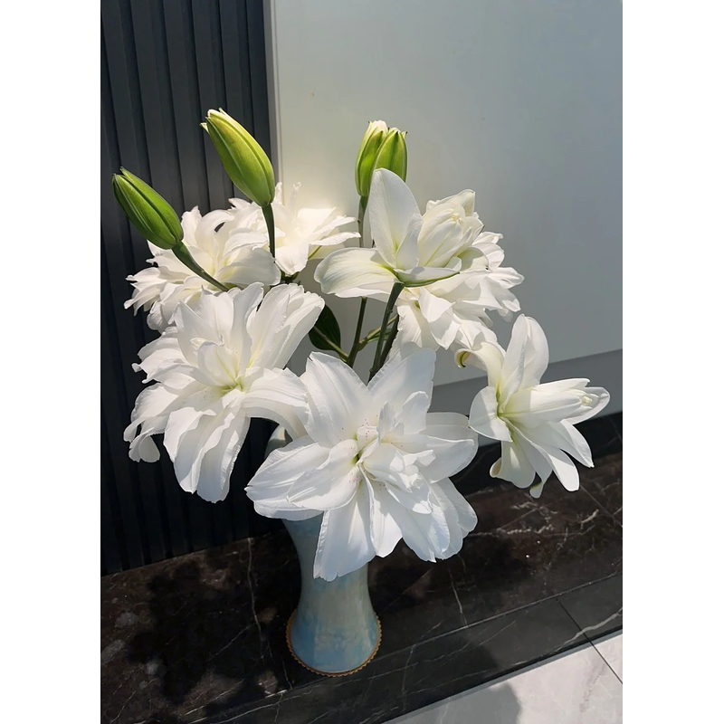 【莲花美人】重瓣香水百合 一单包邮 云南鲜花昆明基地现采现发