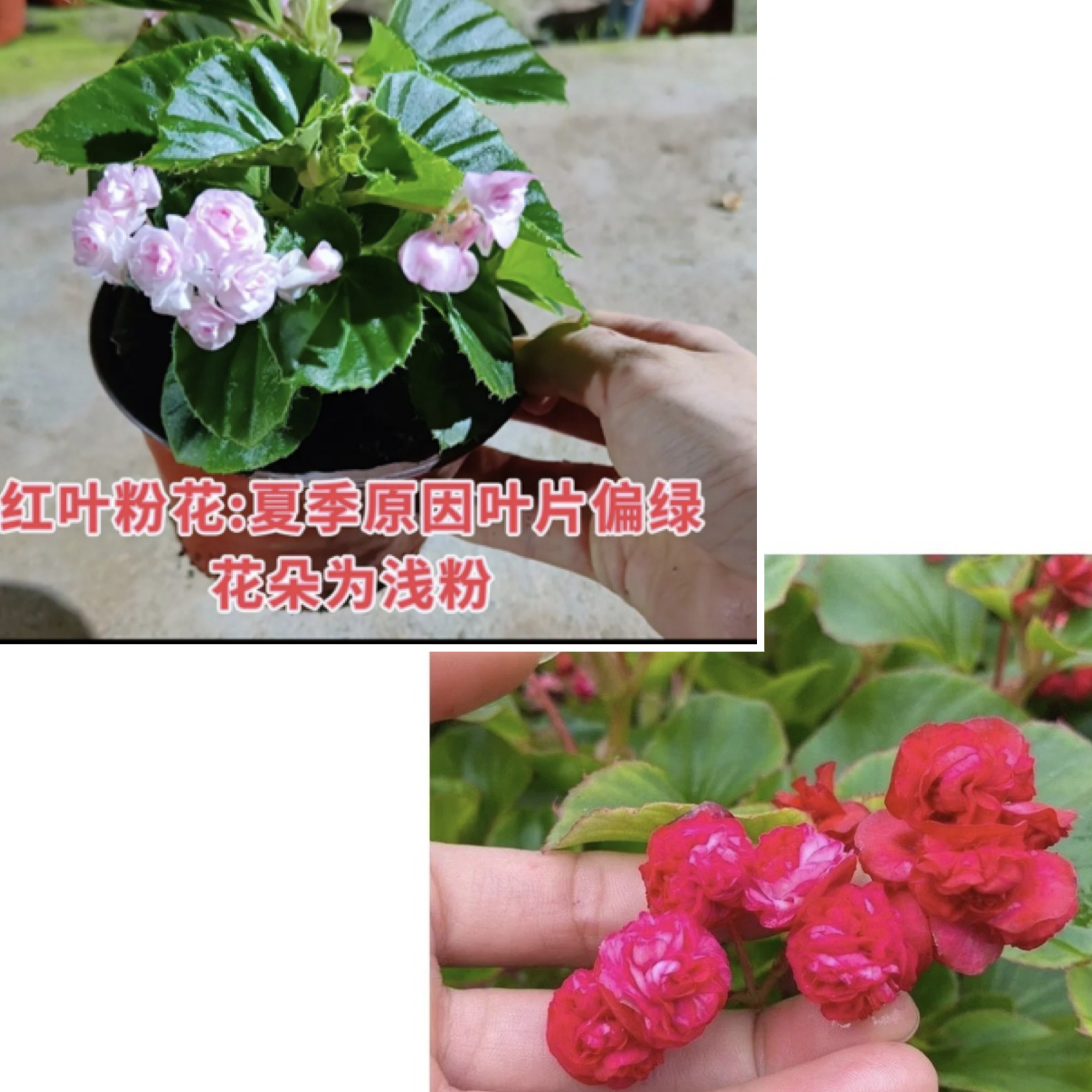 两盆组合 绿叶红球+桐叶粉球