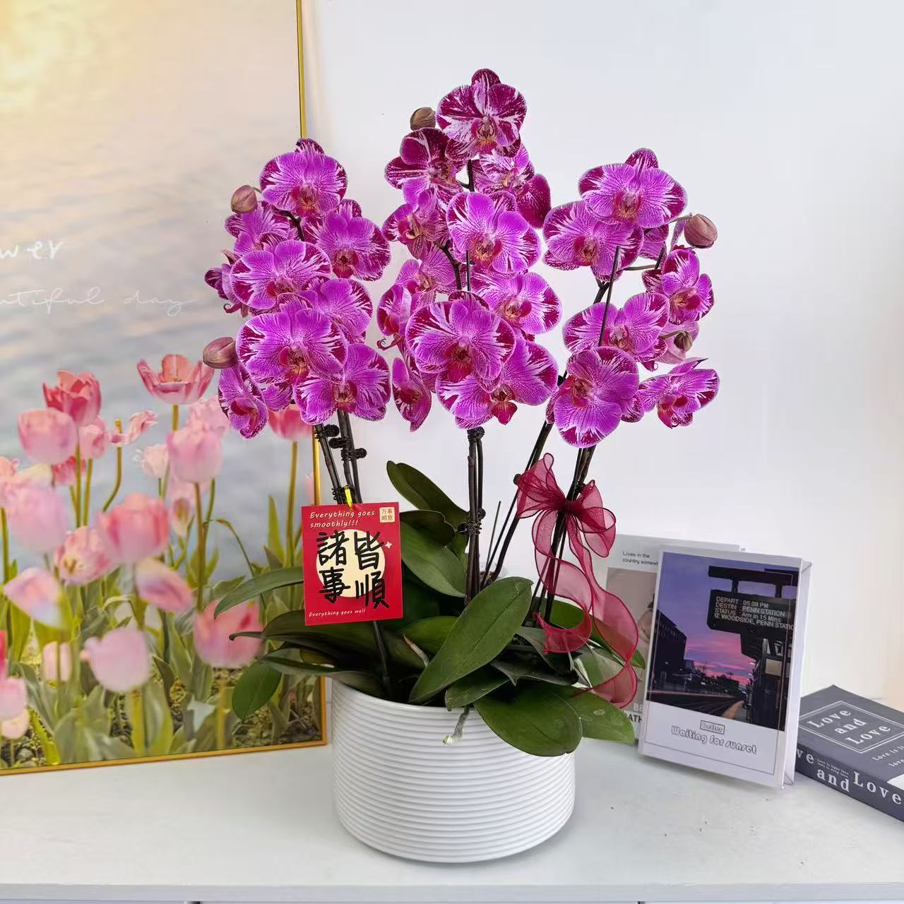 妗画【星光璀璨】蝴蝶兰鲜花精致组盆 开花株室内绿植养兰基地直发