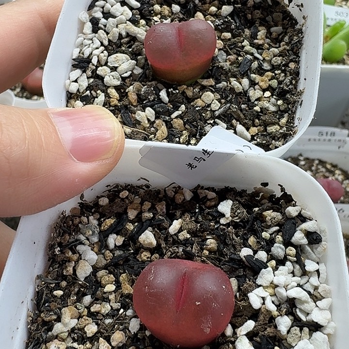 老马生石花1.9吕红440