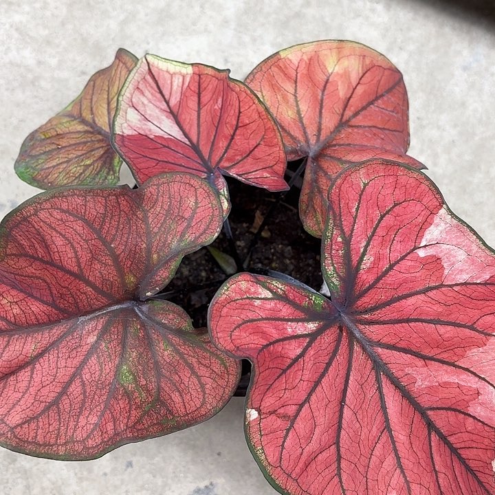 79-0220暹罗宝石彩叶芋广东现货
