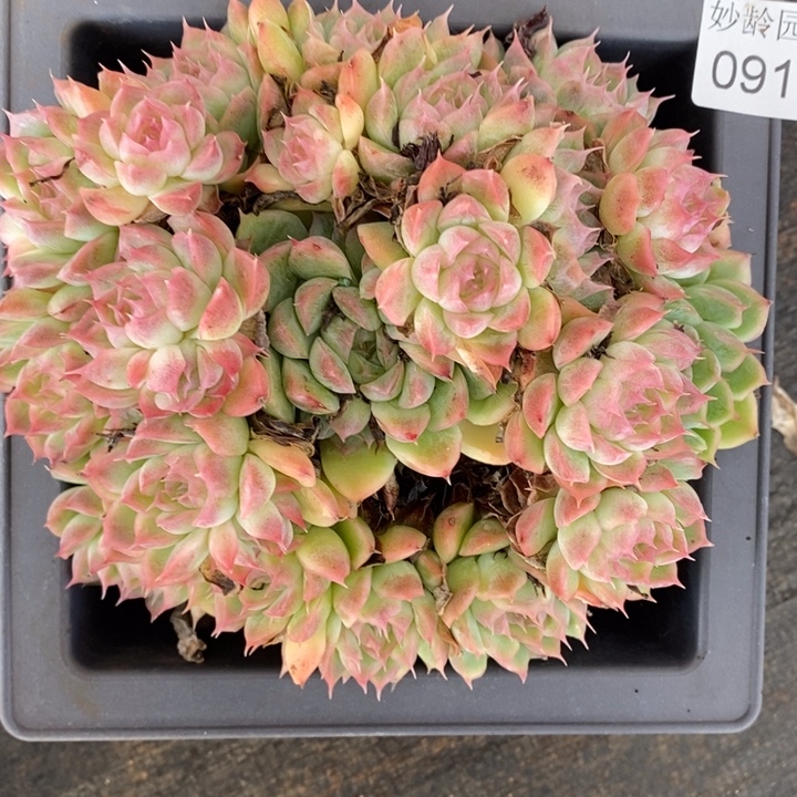 917杂交老桩基地～14厘米